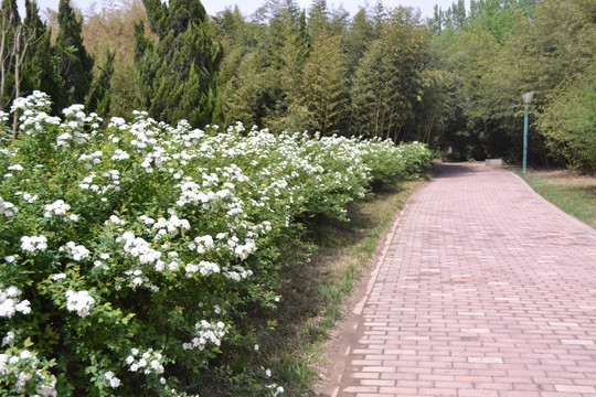 花间道路