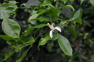 橘子花