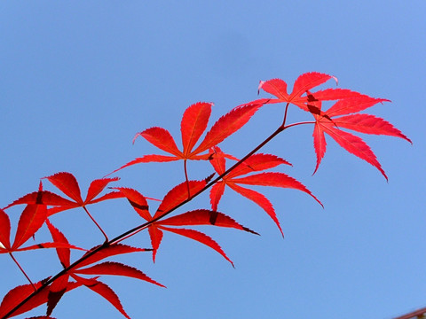 红叶高清