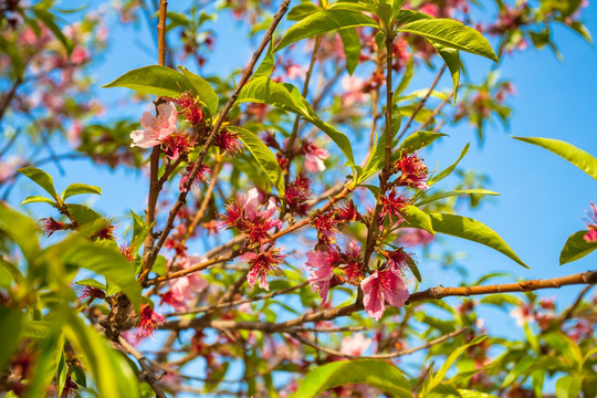 天津桃花堤