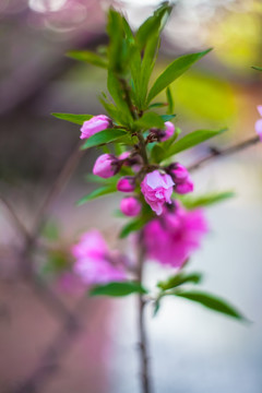 天津桃花堤