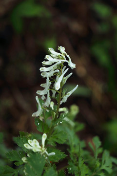 野生白花紫堇