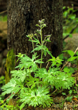野生崔雀植株