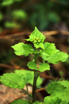大别山野生植物