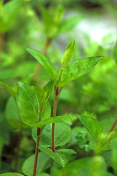 大别山野生植物