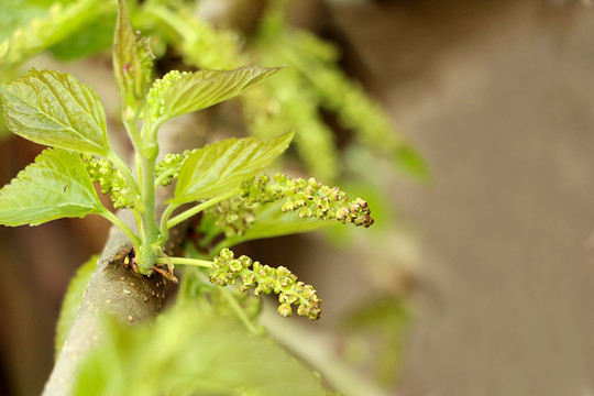 桑树上的桑果花