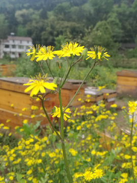黄菊花