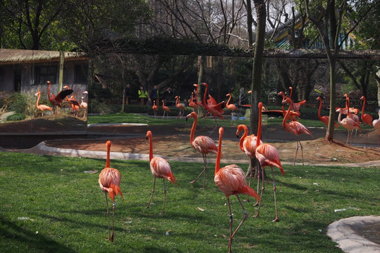 上海动物园 火烈鸟