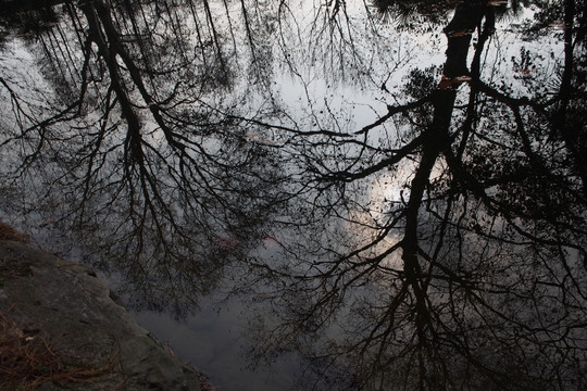 池塘中梧桐树的倒影