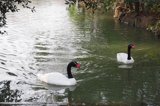 上海动物园 黑颈白天鹅