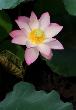 夏荷