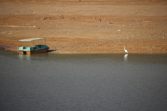 一只白鹭和一只搁浅的小船