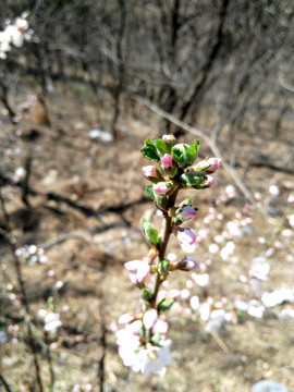 春天野花