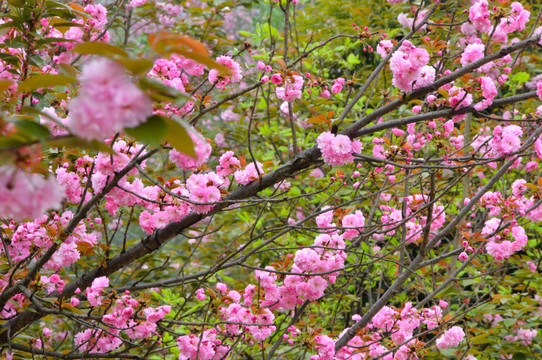 樱花