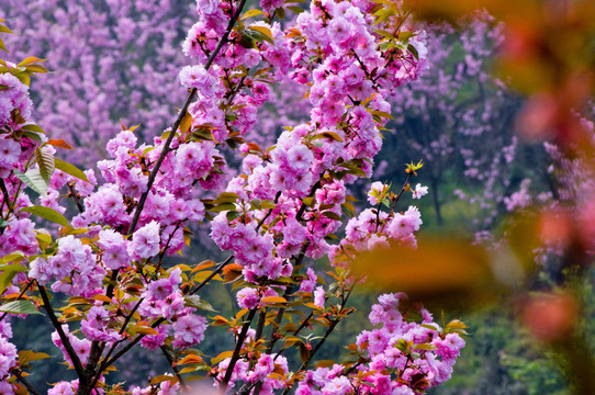 樱花