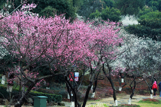 梅花 粉红色梅花