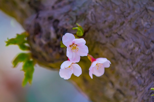 樱花