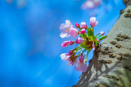 樱花