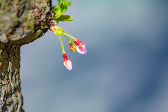 樱花