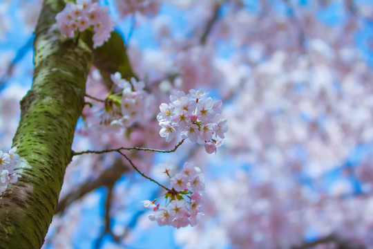 樱花