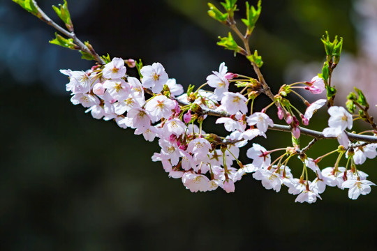 樱花