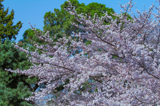 樱花