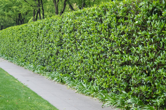 植物墙 绿化墙