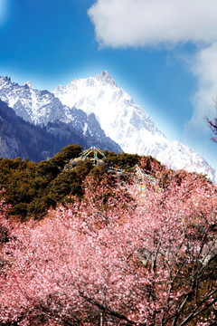 雪山桃花