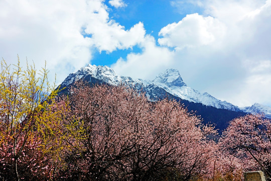 雪山桃花