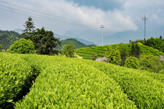 生态茶园