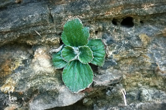 中药植物 牛耳草