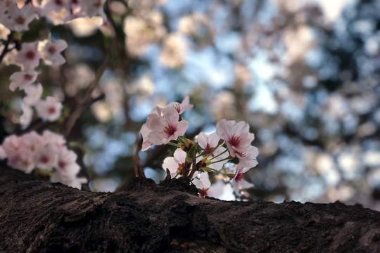 樱花