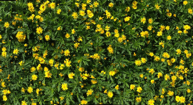小花 春花 手机拍摄