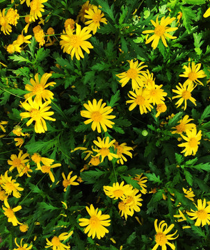 小花 春花 手机拍摄