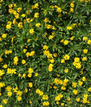 小花 春花 手机拍摄