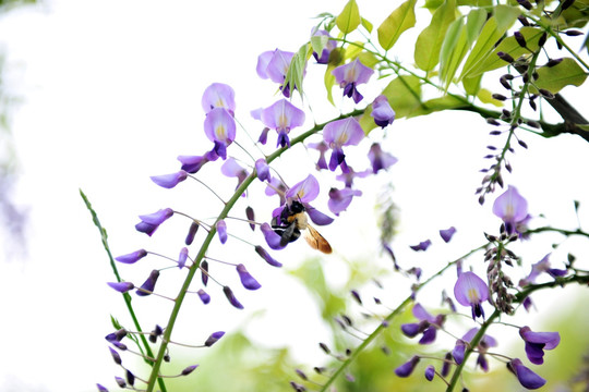 紫藤花与大黄蜂