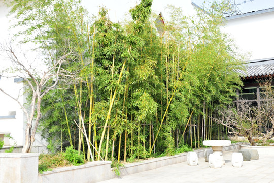 庭院竹子