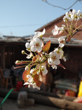 纯洁梨花