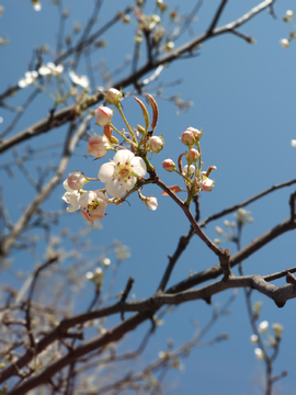 梨花绽放