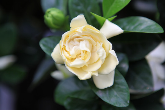 植物 花卉 花 月季 花朵 绿