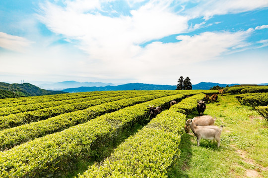 茶山