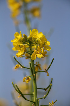 油菜花摄影