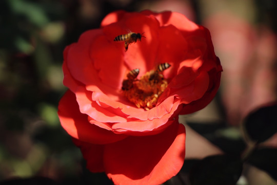 蜜蜂与花