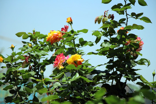 玫瑰花