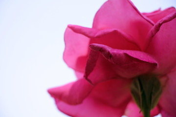 花瓣