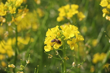蜜蜂采花