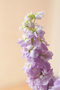 花枝 紫罗兰
