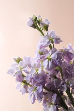 花束 紫罗兰