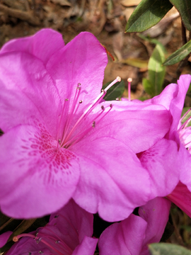 杜鹃花