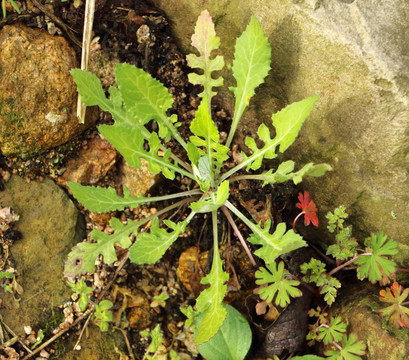 泥胡菜植株